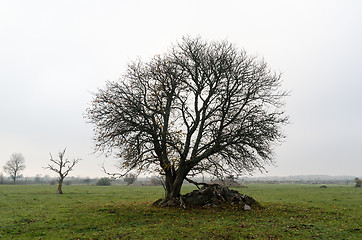 Image showing Wide lone tree by fall season