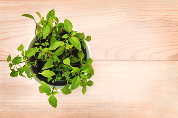 Image showing Potted basil plant on natural wooden background
