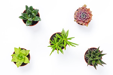 Image showing Mini succulent plants isolated on white background