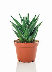 Image showing Potted aloe plant on white background