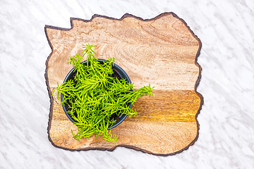 Image showing Green succulent plant on textured wooden surface