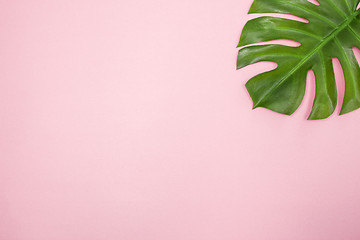 Image showing Monstera palm leaf on pastel pink background