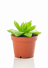 Image showing Green succulent plant in brown pot on white background