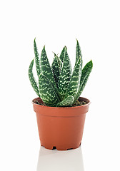 Image showing Little dotted succulent plant on white background