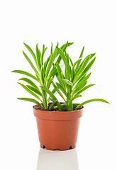 Image showing Bright green succulent plant on white background