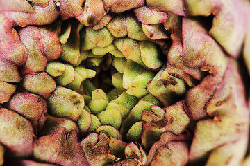 Image showing fresh artichoke texture