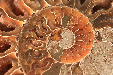 Image showing ammonites fossil texture  