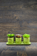 Image showing Succulent plants on stone and wood background