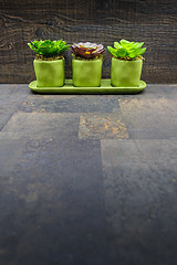 Image showing Succulent plants on stone and wood background