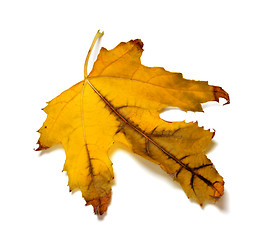 Image showing Dry orange autumn maple-leaf