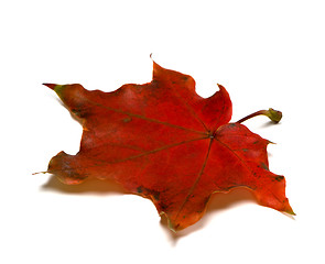 Image showing Dark red autumn maple leaf on white