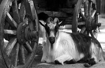 Image showing Goat resting under old cart