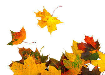 Image showing Autumn multicolor maple-leafs on white