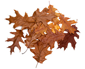 Image showing Autumn dried leafs of oak