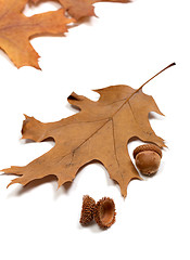 Image showing Autumn acorns and dried leafs of oak
