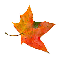 Image showing Autumn maple leaf