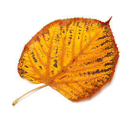 Image showing Dried autumn tilia leaf