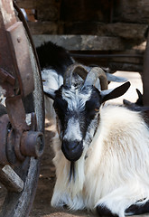 Image showing Goat resting under old wooden cart