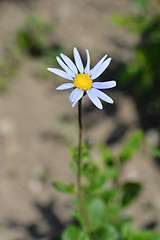 Image showing Blue daisy