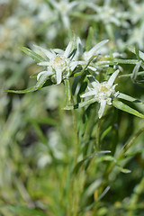 Image showing Edelweiss