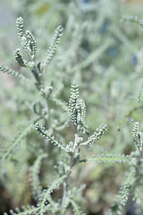 Image showing Cotton Lavender