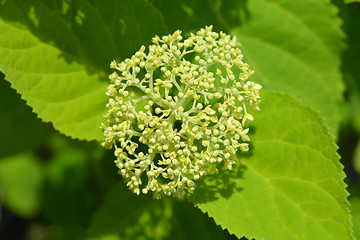 Image showing Smooth hydrangea