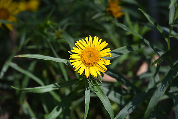 Image showing Swordleaf Inula