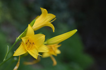 Image showing Summer daylily