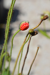 Image showing Iceland Poppy