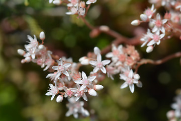 Image showing Murale White Stonecrop