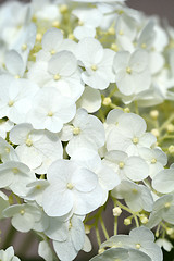 Image showing Smooth hydrangea