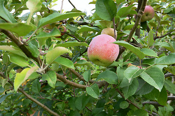 Image showing Braeburn apple ripening on the branch