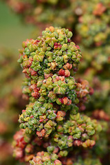 Image showing Rainbow quinoa flowers maturing on the plant