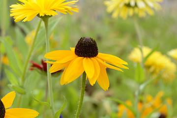 Image showing Rudbeckia flower blooms among other yellow flowers