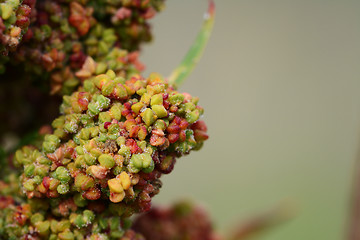 Image showing Green and red star-shaped rainbow quinoa flowers