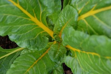 Image showing Lush chard plant with bright yellow stems