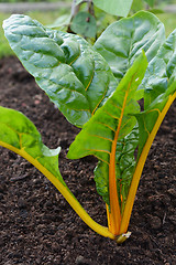 Image showing Yellow stems of a rainbow chard plant 