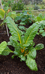 Image showing Lush Swiss chard plant with large green leaves