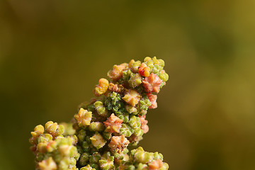 Image showing Multi-coloured flowers on the branch of a quinoa plant