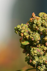 Image showing Macro of green quinoa flowers maturing on the plant