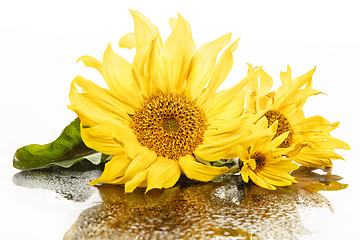 Image showing Sunflowers On A Glass