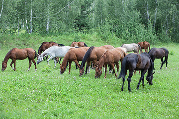 Image showing Horses At The Meadow