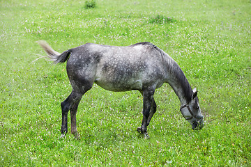 Image showing Horse At The Meadow