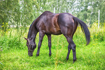 Image showing Horse At The Meadow