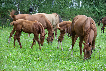 Image showing Horses At The Meadow