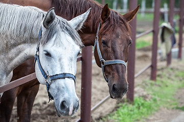 Image showing Two Horses In The Stall