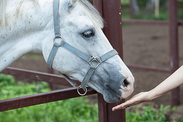 Image showing Horse And The Woman's Hand