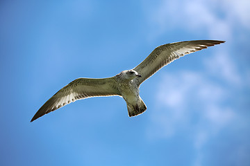 Image showing Seagull in flight, Niagara Falls, New York, USA 