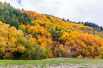 Image showing Colorful autumn foliage and green pine trees in Arrowtown