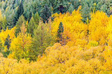 Image showing Colorful autumn foliage and green pine trees in Arrowtown